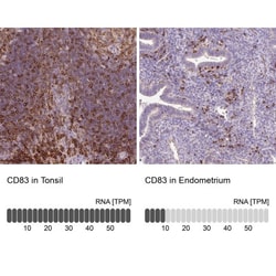 CD83 Antibody, Novus Biologicals 0.1mL; Unlabeled:Antibodies, Polyclonal
